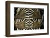 Heosemys Spinosa (Spiny Turtle)-Paul Starosta-Framed Photographic Print