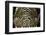 Heosemys Spinosa (Spiny Turtle)-Paul Starosta-Framed Photographic Print