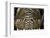 Heosemys Spinosa (Spiny Turtle)-Paul Starosta-Framed Photographic Print