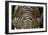 Heosemys Spinosa (Spiny Turtle)-Paul Starosta-Framed Photographic Print