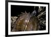 Heosemys Spinosa (Spiny Turtle)-Paul Starosta-Framed Photographic Print