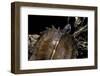 Heosemys Spinosa (Spiny Turtle)-Paul Starosta-Framed Photographic Print
