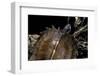 Heosemys Spinosa (Spiny Turtle)-Paul Starosta-Framed Photographic Print