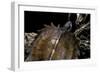 Heosemys Spinosa (Spiny Turtle)-Paul Starosta-Framed Photographic Print