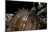 Heosemys Spinosa (Spiny Turtle)-Paul Starosta-Mounted Photographic Print
