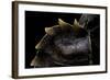 Heosemys Spinosa (Spiny Turtle)-Paul Starosta-Framed Photographic Print