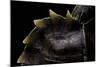 Heosemys Spinosa (Spiny Turtle)-Paul Starosta-Mounted Photographic Print