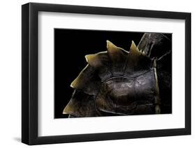 Heosemys Spinosa (Spiny Turtle)-Paul Starosta-Framed Photographic Print