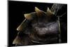 Heosemys Spinosa (Spiny Turtle)-Paul Starosta-Mounted Photographic Print