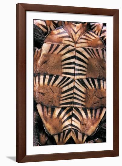 Heosemys Spinosa (Spiny Turtle)-Paul Starosta-Framed Photographic Print