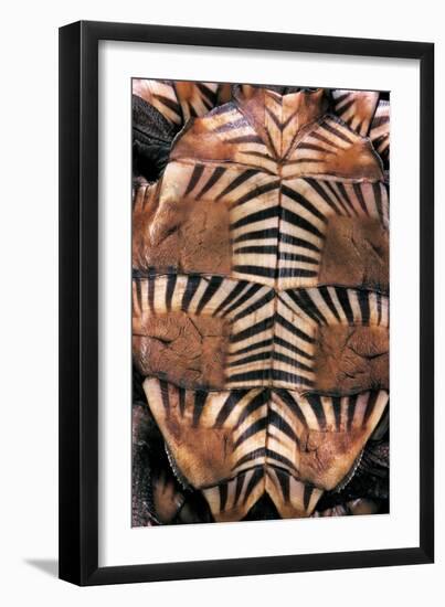 Heosemys Spinosa (Spiny Turtle)-Paul Starosta-Framed Photographic Print