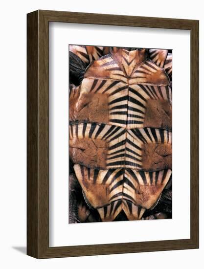 Heosemys Spinosa (Spiny Turtle)-Paul Starosta-Framed Photographic Print