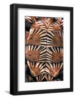 Heosemys Spinosa (Spiny Turtle)-Paul Starosta-Framed Photographic Print