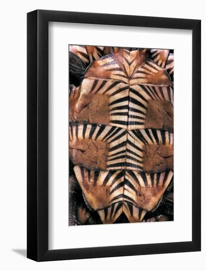 Heosemys Spinosa (Spiny Turtle)-Paul Starosta-Framed Photographic Print