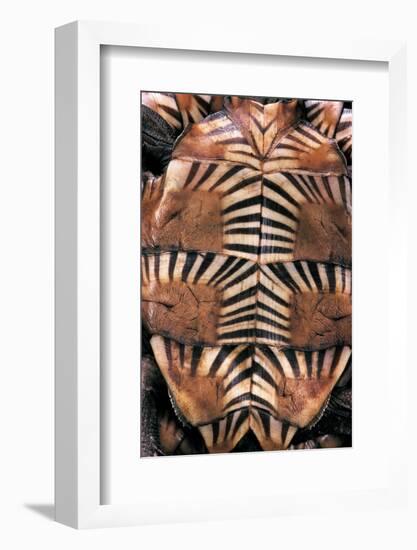 Heosemys Spinosa (Spiny Turtle)-Paul Starosta-Framed Photographic Print