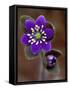 Hepatica and Bud, Lapeer, Michigan, USA-Claudia Adams-Framed Stretched Canvas