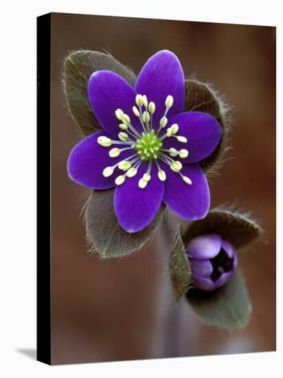 Hepatica and Bud, Lapeer, Michigan, USA-Claudia Adams-Stretched Canvas