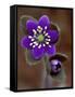 Hepatica and Bud, Lapeer, Michigan, USA-Claudia Adams-Framed Stretched Canvas