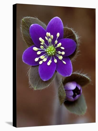 Hepatica and Bud, Lapeer, Michigan, USA-Claudia Adams-Stretched Canvas