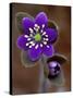 Hepatica and Bud, Lapeer, Michigan, USA-Claudia Adams-Stretched Canvas