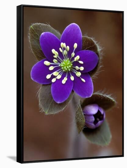 Hepatica and Bud, Lapeer, Michigan, USA-Claudia Adams-Framed Stretched Canvas