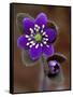 Hepatica and Bud, Lapeer, Michigan, USA-Claudia Adams-Framed Stretched Canvas
