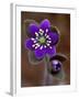 Hepatica and Bud, Lapeer, Michigan, USA-Claudia Adams-Framed Premium Photographic Print