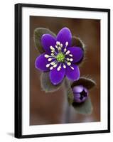 Hepatica and Bud, Lapeer, Michigan, USA-Claudia Adams-Framed Premium Photographic Print