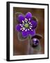 Hepatica and Bud, Lapeer, Michigan, USA-Claudia Adams-Framed Premium Photographic Print