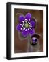 Hepatica and Bud, Lapeer, Michigan, USA-Claudia Adams-Framed Photographic Print