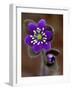 Hepatica and Bud, Lapeer, Michigan, USA-Claudia Adams-Framed Photographic Print