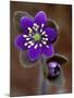 Hepatica and Bud, Lapeer, Michigan, USA-Claudia Adams-Mounted Photographic Print