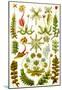 Hepaticae Nature Art Print Poster by Ernst Haeckel-null-Mounted Poster