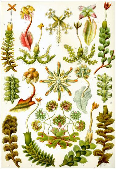 Poster, , large