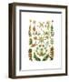 Hepaticae-Ernst Haeckel-Framed Art Print