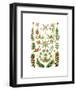 Hepaticae-Ernst Haeckel-Framed Art Print