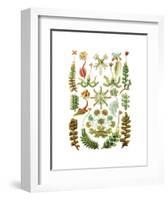 Hepaticae-Ernst Haeckel-Framed Art Print