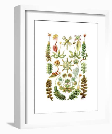 Hepaticae-Ernst Haeckel-Framed Art Print