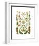 Hepaticae-Ernst Haeckel-Framed Art Print