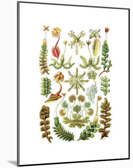 Hepaticae-Ernst Haeckel-Mounted Art Print