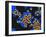 Hepatitis a Viruses, TEM-Dr. Linda Stannard-Framed Photographic Print