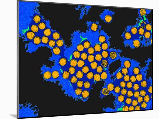 Hepatitis a Viruses, TEM-Dr. Linda Stannard-Mounted Photographic Print