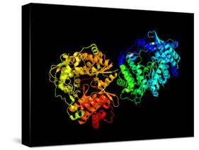 Hepatitis C Virus Enzyme, Molecular Model-Laguna Design-Stretched Canvas