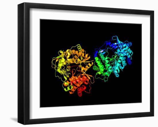 Hepatitis C Virus Enzyme, Molecular Model-Laguna Design-Framed Photographic Print