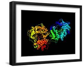 Hepatitis C Virus Enzyme, Molecular Model-Laguna Design-Framed Photographic Print