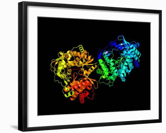 Hepatitis C Virus Enzyme, Molecular Model-Laguna Design-Framed Photographic Print