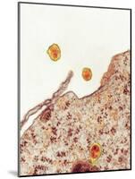 Hepatitis C Viruses, TEM-Thomas Deerinck-Mounted Photographic Print