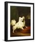 Her Favourite, A White Papillon Standing on a Cushion, 1836-Henry Bernard Chalon-Framed Giclee Print