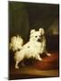 Her Favourite, A White Papillon Standing on a Cushion, 1836-Henry Bernard Chalon-Mounted Giclee Print