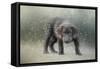 Her First Snow-Jai Johnson-Framed Stretched Canvas